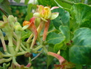 Lonicera "Dropmore Scarlett"20062010