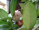 HOYA Carnosa