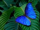 tropical_blue_butterfly_www.portal-info.ro