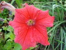 Red Petunia (2010, June 04)