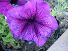Purple Petunia (2010, June 05)