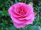 Rose Pink Peace (2010, June 05)