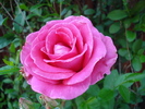 Rose Pink Peace (2010, June 05)
