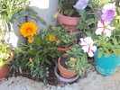 DSC02598