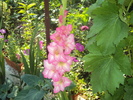 DSC02600