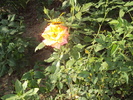 DSC02601