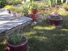 DSC02603
