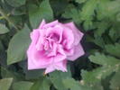 Image0300