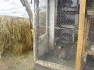 poza facuta pe 22.06.2010 casa iepurilor   fanul pentru la iarna......urmeaza si alte poze cu iepuri