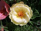 f.de piatra