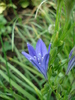 Triteleia laxa Queen Fabiola (2010,Jun.18)