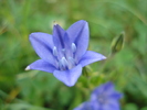 Triteleia laxa Queen Fabiola (2010,Jun.19)