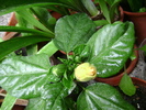 DSC04361