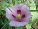 Purple Poppy (2010, June 19)