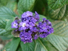 Garden Heliotrope (2010, June 15)