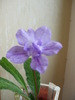 DSCF7624