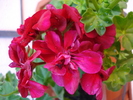 Ivy geranium Barock (2010, June 17)