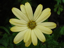 Daisy Lemon Symphony (2010, June 20)