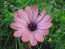 Daisy Orania Terracotta (2010, June 18)