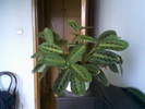 maranta(11-06-10)