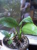 spatiphilum(11-06-10)