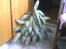 aglaonema(11-06-10)