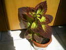 coleus(11-06-10)