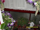 flori- 016