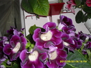 flori- 015