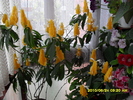 flori- 021