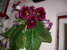 flori- 027