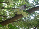 P1020158 PORUMBELUL IN TEI
