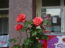 P1020194