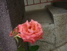 P1020196