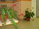 AESCHINANTHUS