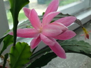 Epiphyllum