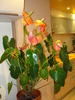ANTHURIUM