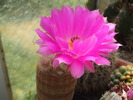 DSCF3936