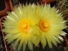 DSCF3964