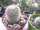 cactus mamillaria