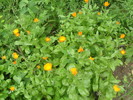 Flori de galbenele