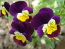 Penny Yellow Purple pansy 16jun