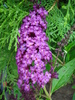 Buddleja Border Beauty (2010, June 23)