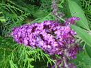 Buddleja Border Beauty (2010, June 24)