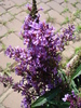 buddleja Nanho Purple 21jun2010