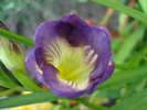 Purple Freesia (2010, June 21)