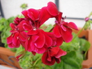 Ivy geranium Barock (2010, June 24)