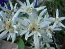 Leontopodium alpinum (2010, June 25)