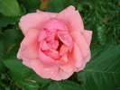 Rose Pleasure (2010, June 24)
