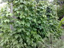 zid de fasole verde